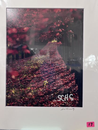 Sue Frantz photograhy  8 x 10 in 11 x 14 matted - PC144
